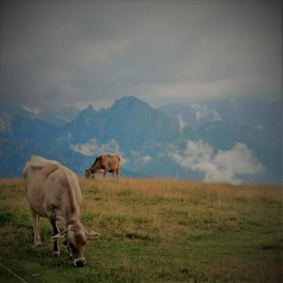 La Casa Di Anna Nel Parco Delle Dolomiti Croce D' Aune 1000 Ml Slm Pedavena